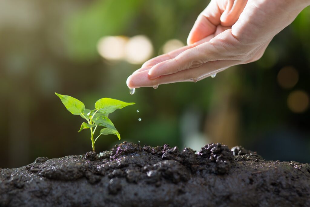 Water dropping from a hand to a green plant sprout in soil