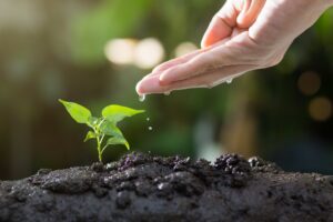 Water dropping from a hand to a green plant sprout in soil